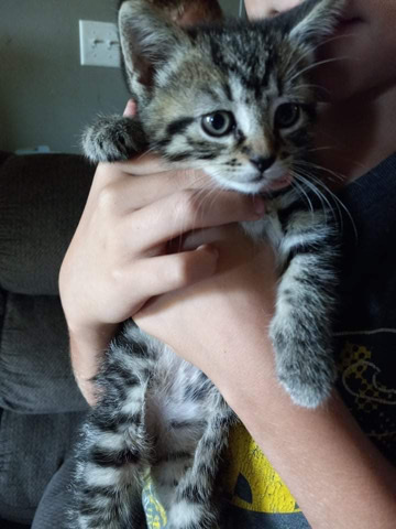 American Shorthair – kittens