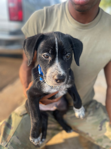 American Pit Bull Terrier – Puppy for free in Killeen , Texas