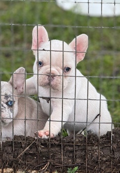 French Bulldog – French Bulldog Male Puppy