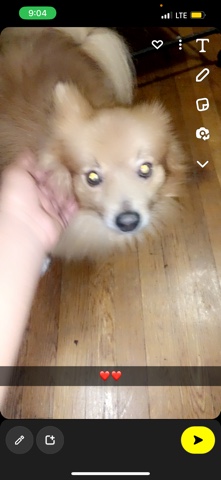 Pomeranian – Prince