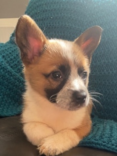 Pembroke Welsh Corgi – Female corgi puppy near south east houston texas