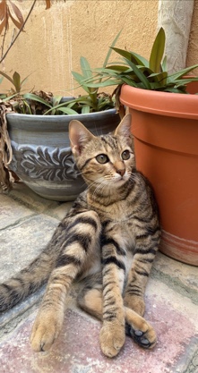 Bengal – cat for sale