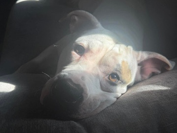 American Staffordshire Terrier – 1 1/2 year old pitty – Madison