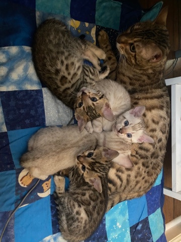 Bengal – Bengal Kittens TICA