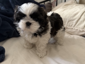 Shih Tzu – shih tzu puppy – Bakersfield