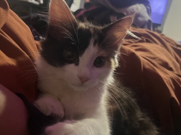 Maine Coon – Stunning Maine Coon Kitten – 13 Weeks Old – Taylorsville