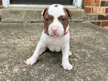 American Pit Bull Terrier – Robin – Richmond