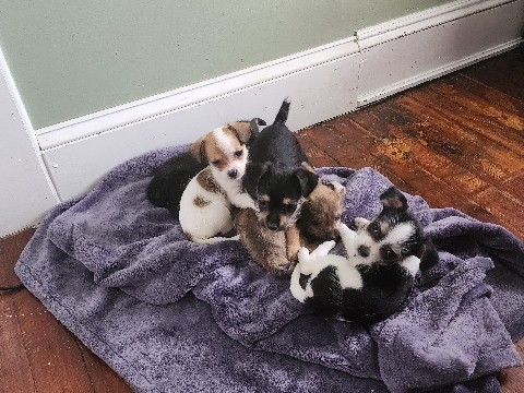 Maltese - malchis available for adoption in Hartford