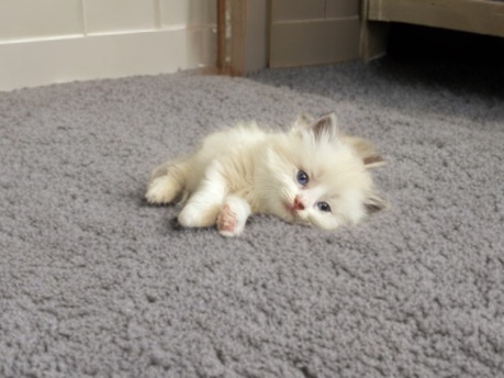 Ragdoll – Delilah needs a new home! – Carson