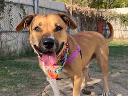 American Staffordshire Terrier – Sweet Staffy/Boxer Looking for a new Home – Austin