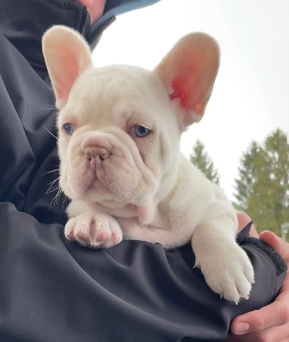 French Bulldog – French Bulldog puppies