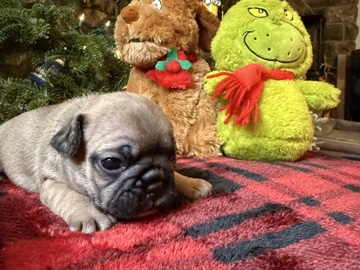 French Bulldog – Frenchie Puppy Looking For A Forever Home!