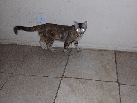 Rehoming – San Antonio