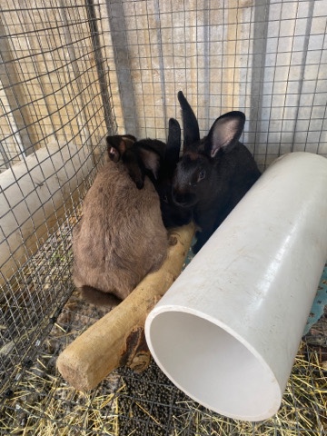 New Zealand – Beautiful  Rabbits