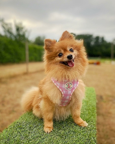 Pomeranian – Bruno