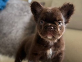 French Bulldog – Rojo Fluffy French bulldog – Sioux Falls