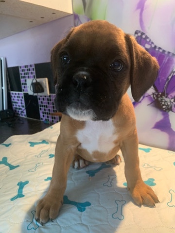 Boxer – Beautiful Boxer Puppies