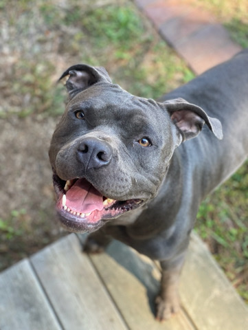 American Pit Bull Terrier – Rehome