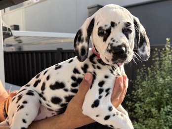 Dalmatian – Purebred Dalmatian Girl 🩷Dark Pink – Avondale Heights