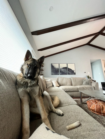 German Shepherd – German Shepard Husky Mix
