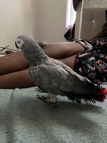  African Grey Parrot 
