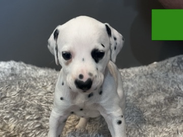 Dalmatian – Victoria – Las Vegas