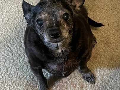Chihuahua – Rehoming – Raleigh