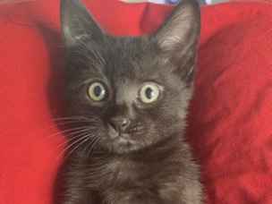 Bombay – kittens – Braintree