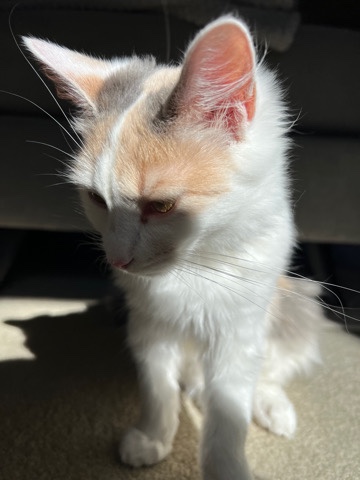 Australian Mist – Beautiful Kitten