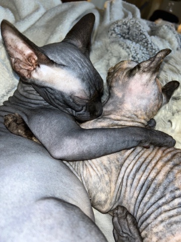 Sphynx – sphynx cats
