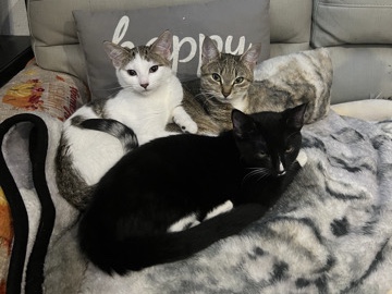 Russian White, Black and Tabby – rehome please – Cave Spring