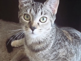 American Curl – I’m moving and can’t take snowstorm with me but she is very loving and caring and love to cuddle❤️. – Overland
