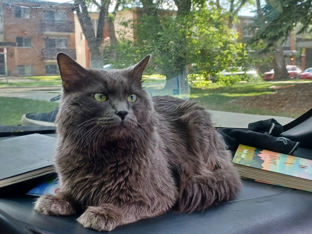 Rare Nebelung needing a new place to call home