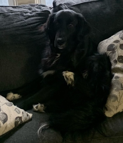 Border Collie – Remus - Flat Coat Retriever
