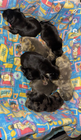 French Bulldog – French bulldogs