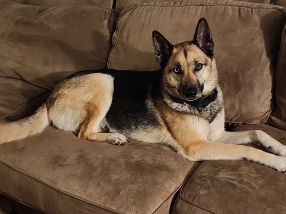 German Shepherd – German shepherd/ husky mix rehome – Sherman