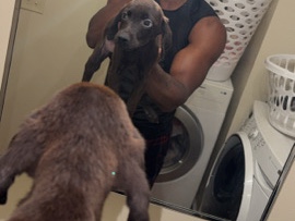 Doberman Pinscher – Friendly Doberman Pinscher Puppy for Sale – 3 Months Old – Cusseta