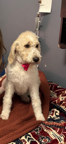 Poodle – Goldendoodle