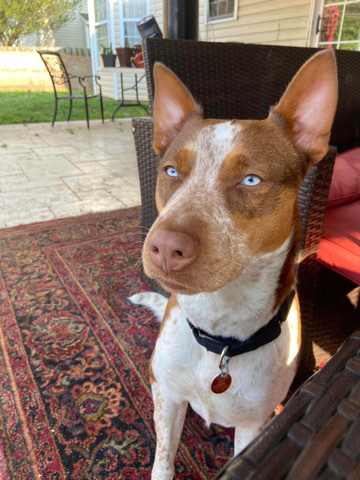 Australian Cattle Dog – Desperate rehoming