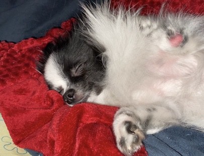 Pomeranian – My uncles dog, She has 3 legs her other one is permanently broken.She is a great pet 3 years old. – West Palm Beach