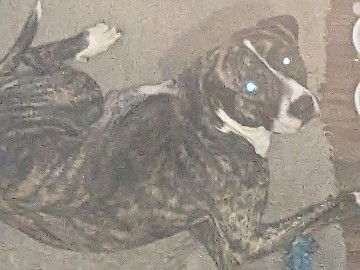 American Pit Bull Terrier - pitbull mix - Atlas King available for adoption in Evansville