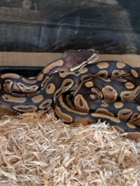 Ball Python – Russo het pied ball python – Phoenix