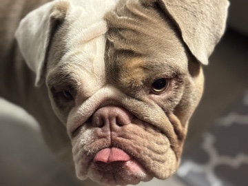 Bulldog – English Bulldog – Schenectady