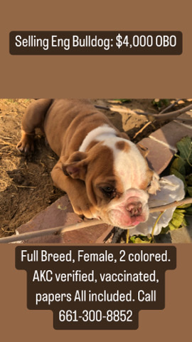 Olde English Bulldogge – English Bulldog