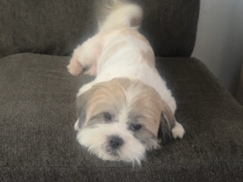 Lhasa Apso – Friendly 4-Year-Old Lhasa Apso for Rehoming – Ladson – Ladson