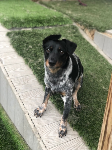Australian Cattle Dog – Male Blue Heeler