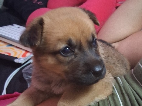 Image of German Spitz