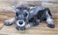 miniature schnauzer female