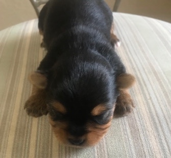 Yorkshire Terrier – Teacup Yorkie