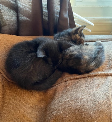 kitten for sale